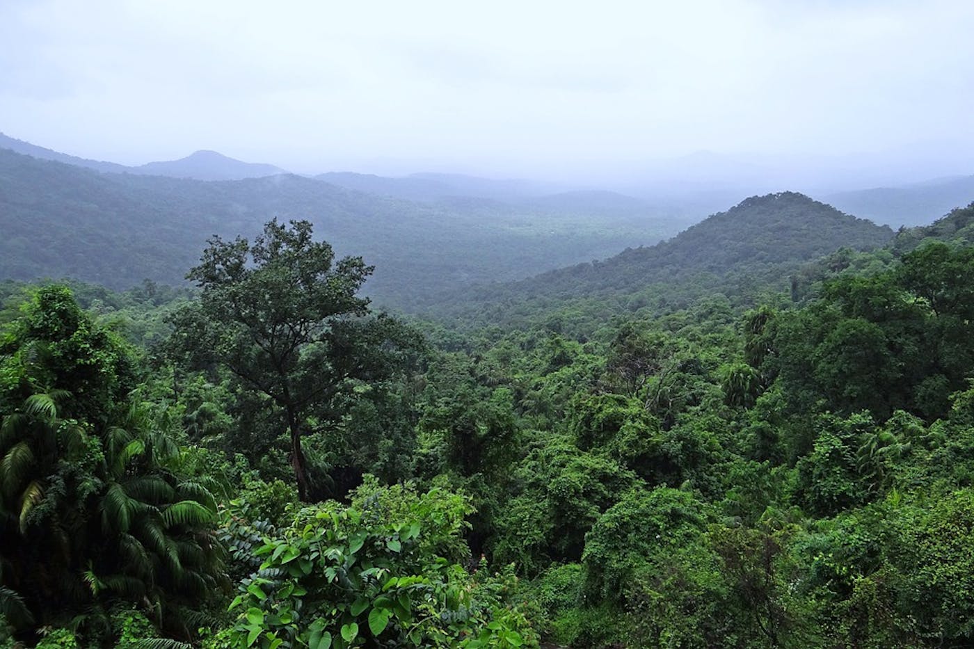 define tropical deciduous forest